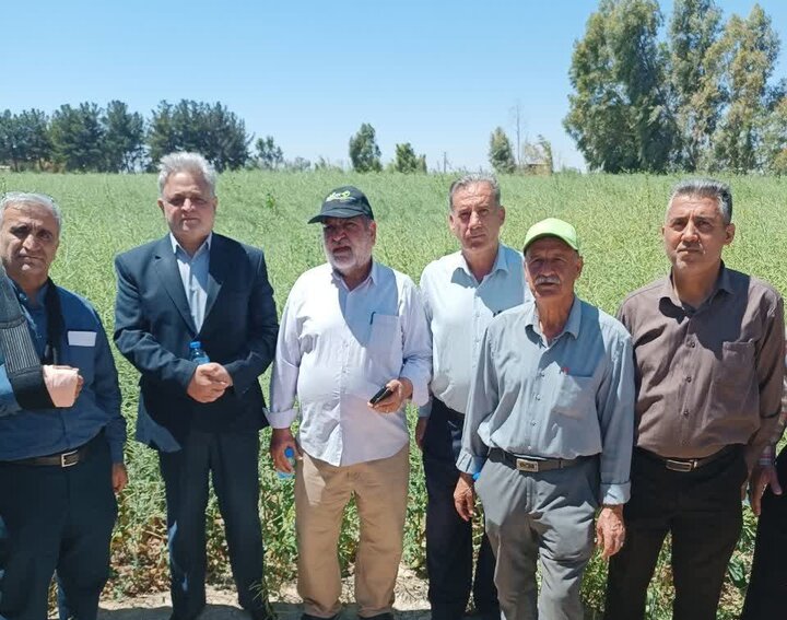 تغذیه تلفیقی گیاه؛ راهکاری عملیاتی برای غلبه بر تنش خشکی در مزارع تهران