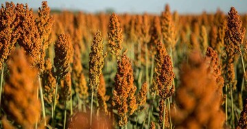 توسعه کشت سورگوم در سیستان و بلوچستان؛ ۱۵هزار هکتار زیر کشت رفت