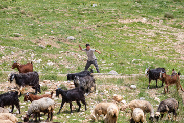 کودکان عشایر قشقایی از همان سنین کودکی در چرای دام‌ها به خانواده خود کمک می‌کنند.