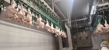 ثبات نسبی بازار مرغ در بروجرد با همت مرغداران و نظارت فشرده