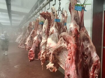 سهم بسته‌بندی در قیمت گوشت چقدر است؟/ ادامه روند واردات