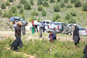 عطر گل محمدی در بوستان کوهستانی دراک شیراز پیچید