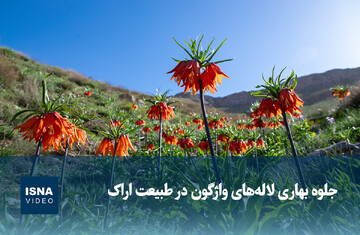 ویدیو/ جلوه بهاری لاله‌های واژگون در طبیعت اراک