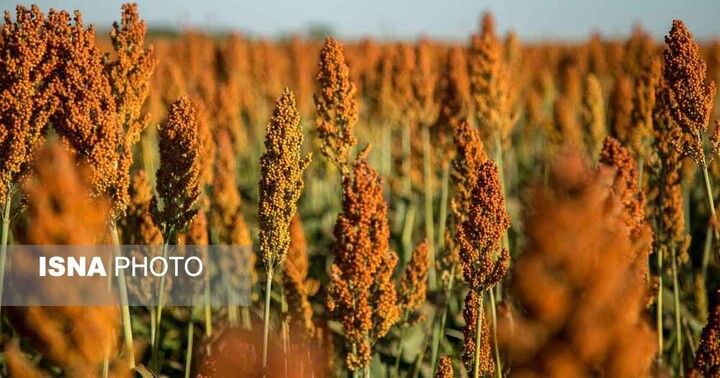 توسعه کشت سورگوم در سیستان و بلوچستان؛ ۱۵هزار هکتار زیر کشت رفت
