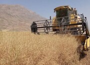 خرید بیش از ۶۰۰ تن کلزا در خراسان رضوی