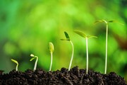 میکروپپتیدها؛ کلیدهای مولکولی تازه برای امنیت غذایی