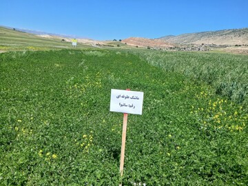برتری کشت مخلوط علوفه در دیمزارها نسبت به کشت خالص