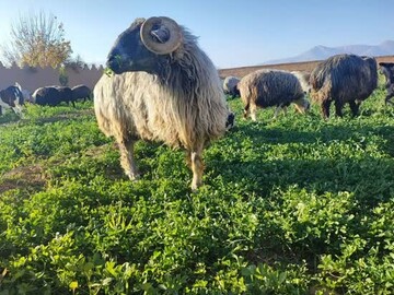 نژاد گوسفند «کبوده شیراز» در مسیر ثبت جهانی