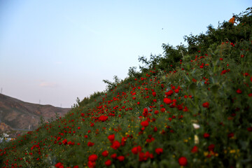 دشت شقایق - بجنورد