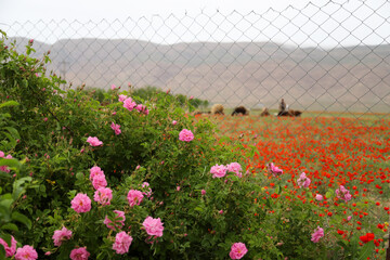 دشت شقایق - بجنورد