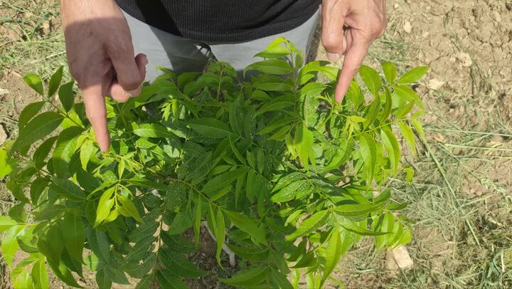 تولید نهال گواهیشده با سخت نهالستانهای جدید نیاز بخش باغبانی