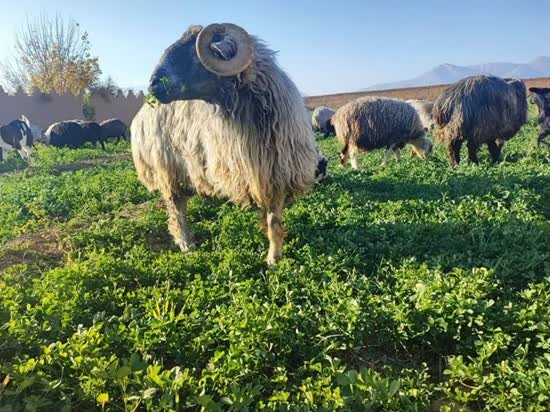 نژاد گوسفند «کبوده شیراز» در مسیر ثبت جهانی