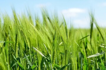 پیش‌بینی برداشت بیش از ۸۰ هزار تن جو در مزارع مرودشت