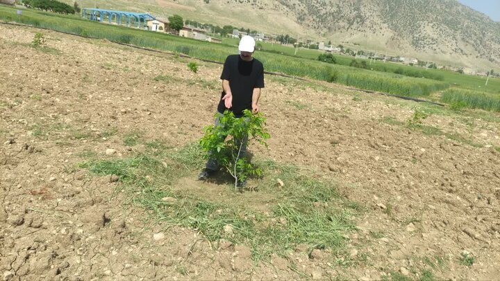 «پکان» سازگار با ایلام؛ گام تازه برای توسعه باغات استان