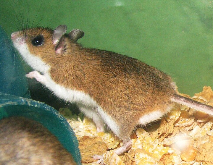 موش&zwnj;های عامل انتقال هانتاویروس چه مشخصاتی دارند؟