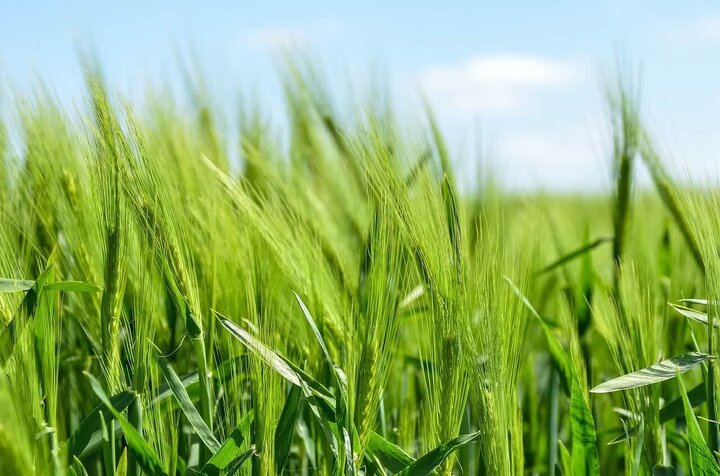 پیش‌بینی برداشت بیش از ۸۰ هزار تن جو در مزارع مرودشت