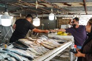 ماهنشان رتبه نخست تولید ماهی قزل‌آلا را در کشور دارد