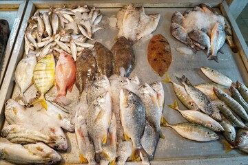 تنوع انواع ماهی‌های صید شده در بازار ماهی فروشان بوشهر بسیار زیاد است