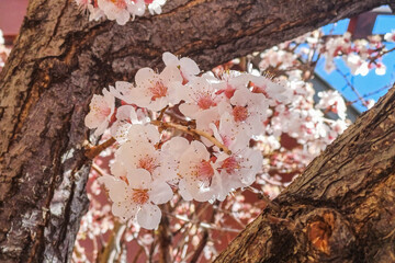 شکوفه های بهاری شهمیرزاد