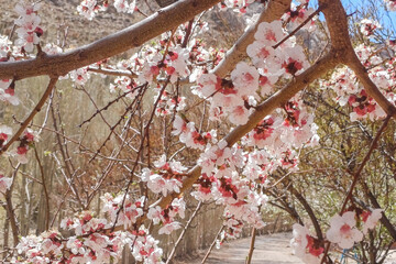شکوفه های بهاری شهمیرزاد
