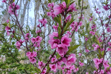 شکوفه های بهاری شهمیرزاد