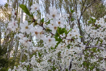 شکوفه های بهاری شهمیرزاد