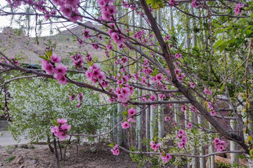 شکوفه های بهاری شهمیرزاد