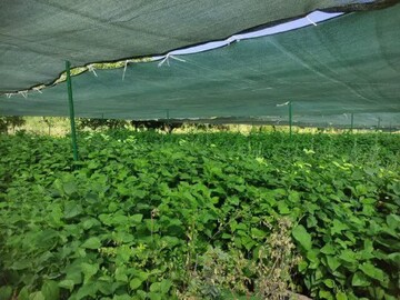 تولید ۲۵۰ هزار اصله نهال صنوبر در ملایر برای توسعه فضای سبز و احیای اراضی