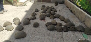 شناسایی و توقیف ۸۶ قطعه لاک‌پشت مهمیزدار در خلخال