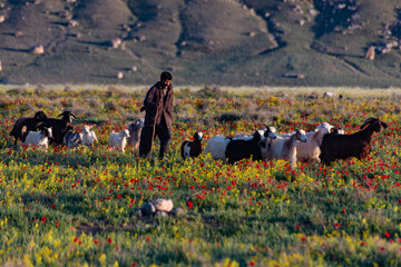 طبیعت بی نظیر بهاری ارومیه