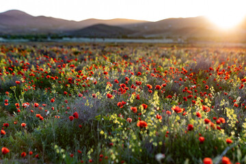 طبیعت بی نظیر بهاری ارومیه