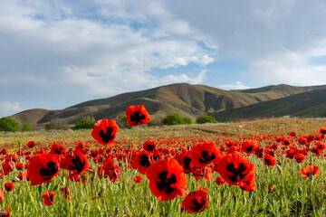 طبیعت بی نظیر بهاری ارومیه
