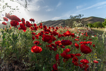 طبیعت بی نظیر بهاری ارومیه