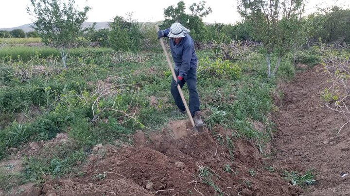 باغ‌اِسپار؛ راز شادابی تاکستان‌های شهر جهانی انگور