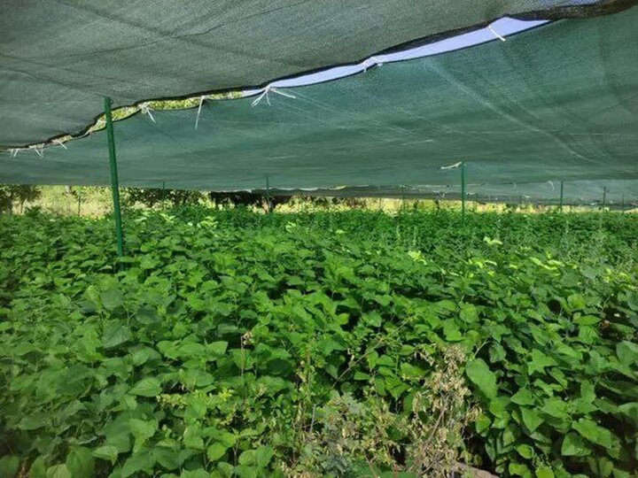 تولید ۲۵۰ هزار اصله نهال صنوبر در ملایر برای توسعه فضای سبز و احیای اراضی