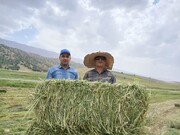 افزایش ۲۳۳ درصدی بهره‌وری زمین با کشت مخلوط علوفه در بدره
