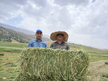 افزایش ۲۳۳ درصدی بهره‌وری زمین با کشت مخلوط علوفه در بدره