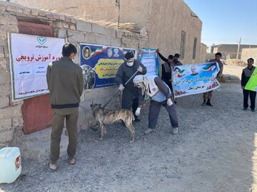 واکسیناسیون بیش از ۲ هزار قلاده سگ علیه هاری در سیستان و بلوچستان