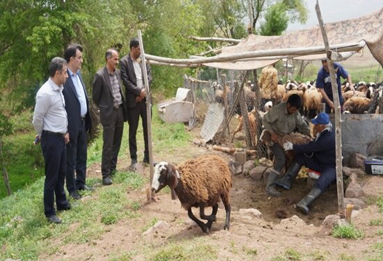 نظارت بر روند واکسیناسیون دام در روستاهای طالقان