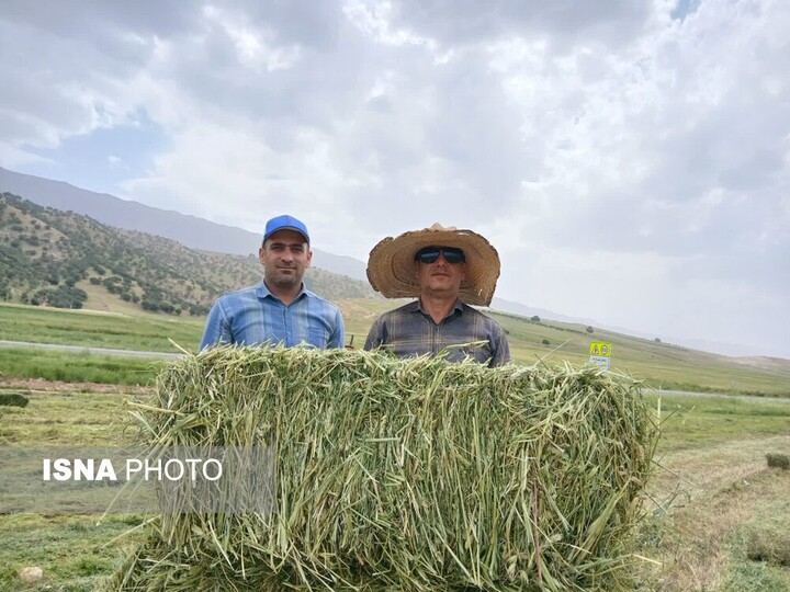 افزایش ۲۳۳ درصدی بهره‌وری زمین با کشت مخلوط علوفه در بدره