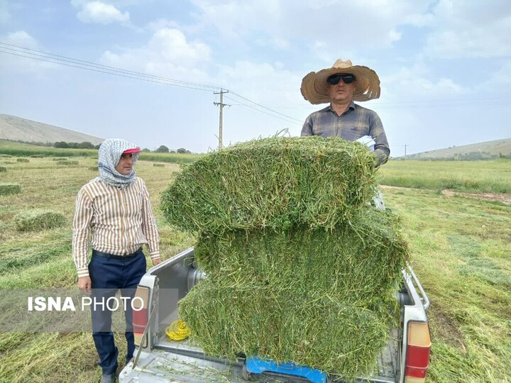افزایش ۲۳۳ درصدی بهرهوری زمین با کشت مخلوط علوفه در بدره