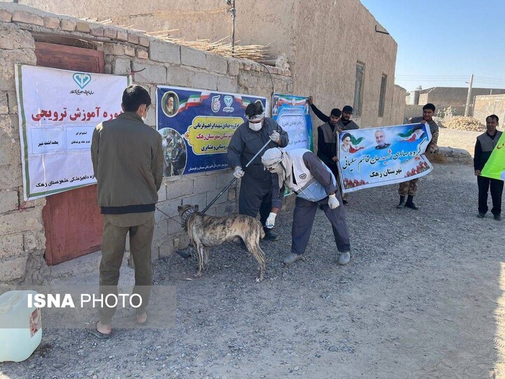 واکسیناسیون بیش از ۲ هزار قلاده سگ علیه هاری در سیستان و بلوچستان