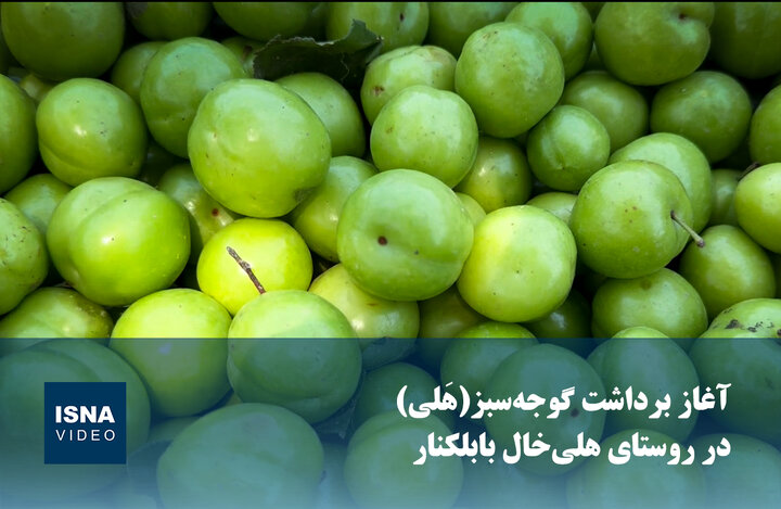 ویدیو/ آغاز برداشت گوجه‌سبز(هَلی) در روستای هلی‌خال بابلکنار