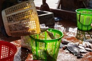 امنیت غذایی زیر سایه تورم؛ خارج شدن مرغ و ماهی از سفره برخی خانواده‌ها