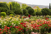 افزایش ۵۰ درصدی سرانه فضای سبز شیراز/ نصب بیش از ۲۴۰۰ تمثال شهدا در سطح شهر