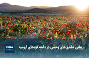 ویدیو/ زیبایی شقایق‌های وحشی در دامنه کوه‌های ارومیه