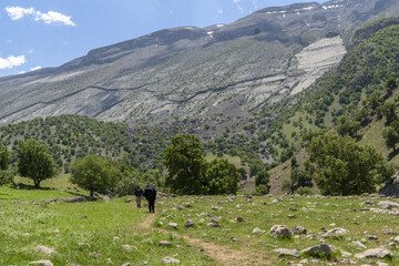 نمایی از طبیعت بکر و جنگل بلوط رشته کوه زاگرس و کبیرکوه