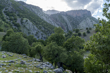 نمایی از طبیعت بکر و جنگل بلوط رشته کوه زاگرس و کبیرکوه