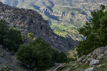 نمایی از طبیعت بکر و جنگل بلوط رشته کوه زاگرس و کبیرکوه