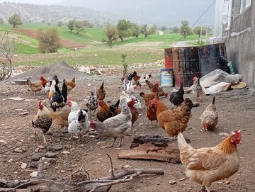 مشاغل خانگی و توانمندسازی زنان روستایی/از پرورش طیور تا ایجاد زنجیره‌های ارزش